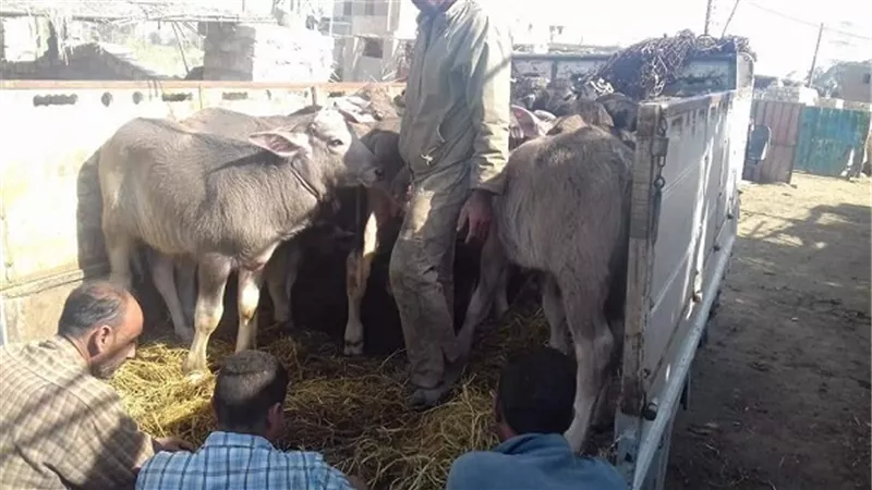 بالصور.. تموين الفيوم تضبط ١٠٠٠ كيلو لحم فاسد و٢٢ فحل بتلو محظورة