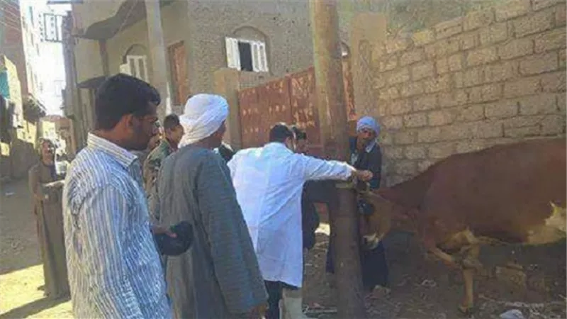استمرار فعاليات الحملة القومية الثالثة لتحصين الماشية ضد الحمى القلاعية بالفيوم