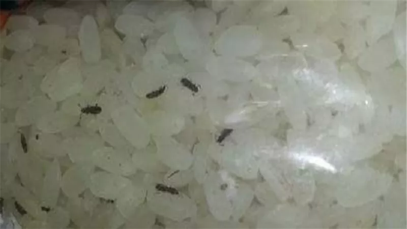 تموين الفيوم.. ضبط ارز تموينى يحتوى على حشرات 