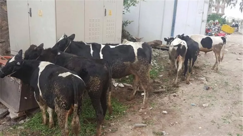 سقوط عصابة سرقة المواشي بكفر شكر