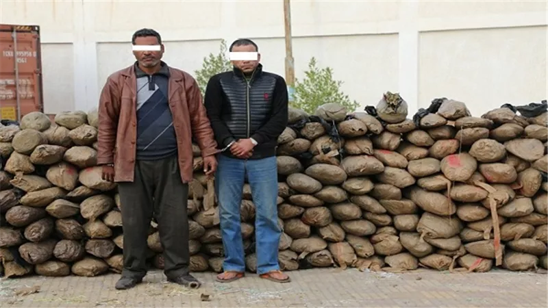 إحباط محاولة تهريب أكثر من إثنين طن لنبات البانجو المخدر