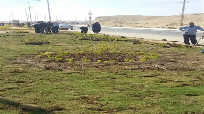 زراعة وتجميل المدخل الشرقي لمدينة المنيا الجديدة و4 كم بالجزيرة الوسطى للطريق الصحراوي