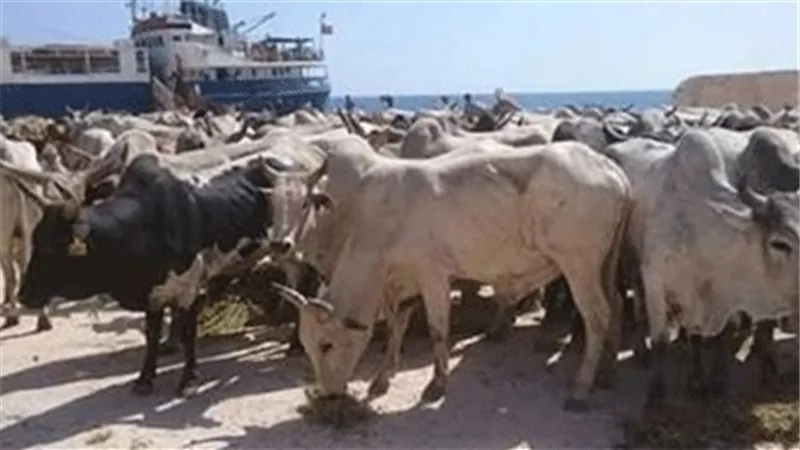 وصول 1639 رأس ماشية لميناء سفاجا