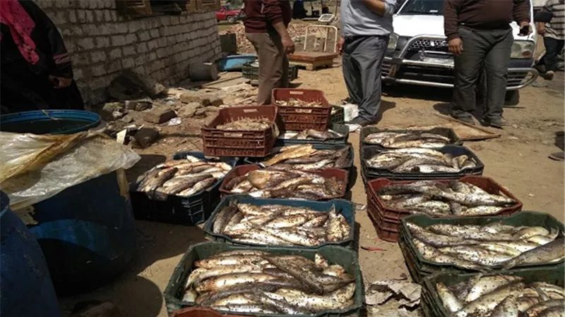 بالصور.. ضبط ٢ طن فسيخ فاسد بالقليوبية