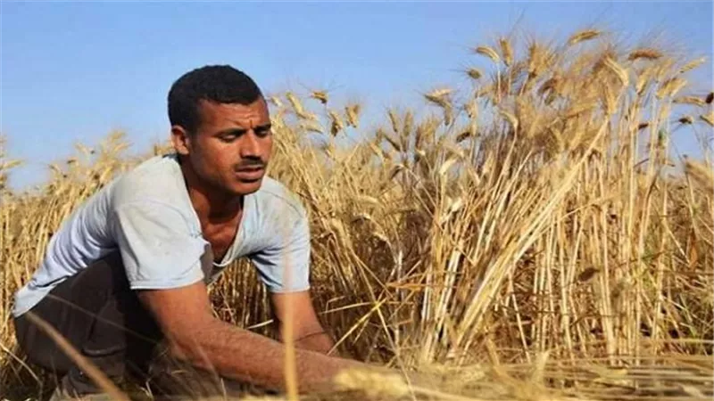 توريد 4724 طن و824 كيلو قمح محلي للشون والصوامع بنطاق القليوبية