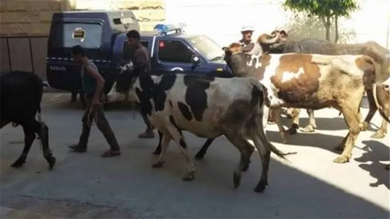 حبس عاملان لتكوينهم تشكيلاً عصابياً تخصص في سرقة الماشية بالقليوبية