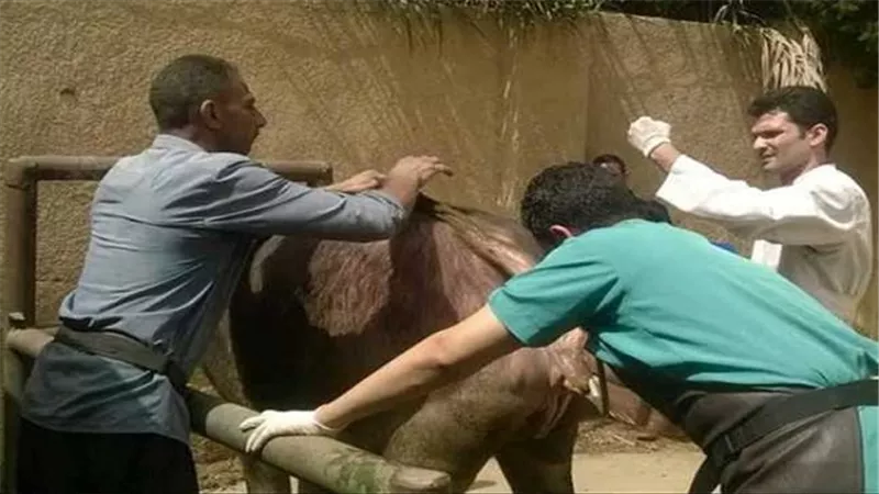 قافله بيطرية تعالج 586 رأس ماشية بقرية شبرامنت بأبو النمرس