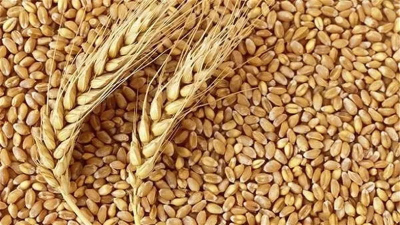 توريد ٩٤ ألف طن قمح من المزارعين بالقليوبية