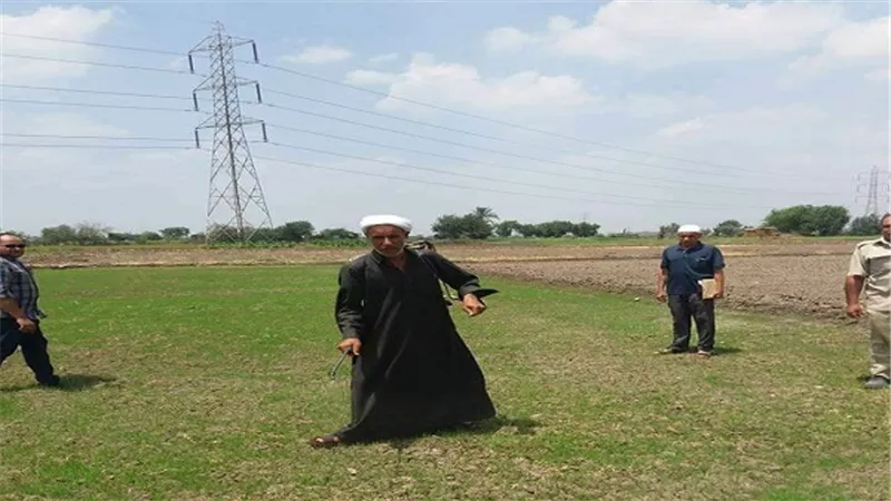 إزالة 11 مشتل أرز على مساحة 24 قيراط بالقليوبية