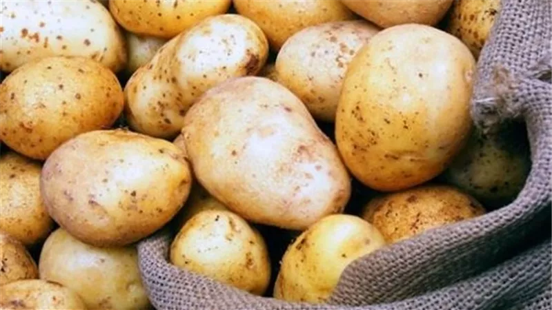 الزراعة: روسيا ترفع حظر استيراد البطاطس من 8 مناطق مصرية  