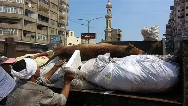 بالصور.. رفع ٥ طن من مخلفات القمامة من محيط شارع بورسعيد بمدينة المنصوره