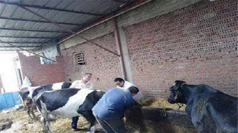 بيطري الدقهلية.. قوافل طبية لسحب عينات دم واختبار مرض البروسيلا بالقرى والمراكز