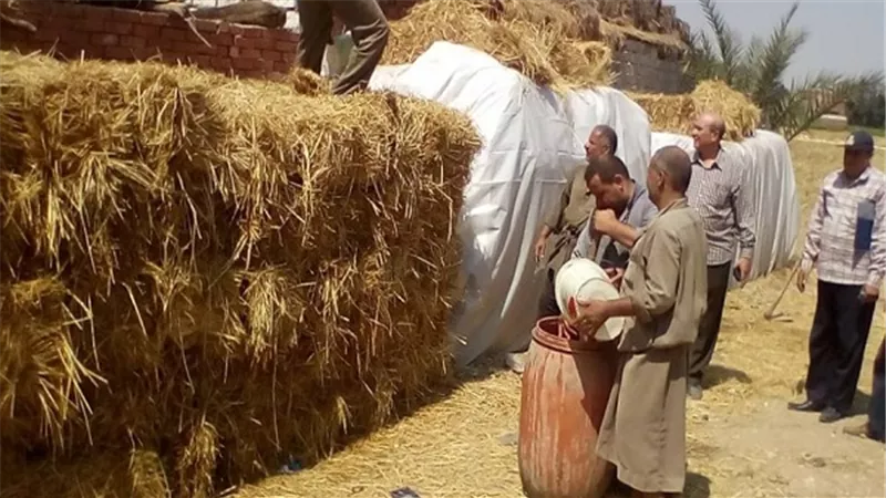 قطع اصابع يد فلاح اثناء كبس قش الارز بالدقهلية