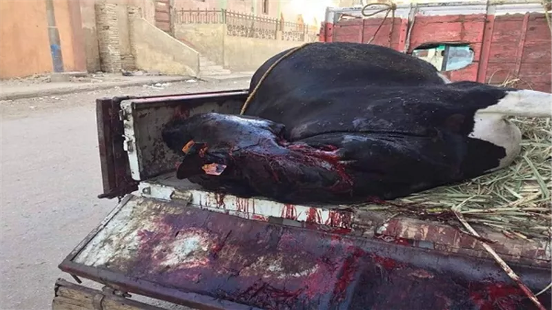 ضبط بقرة مريضة مذبوحه تزن 800 كيلو مزبوحة زبح غير حيوي قبل بيعها للمواطنين 