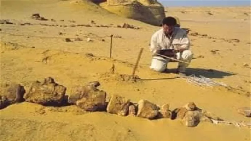 مصر تشارك ب