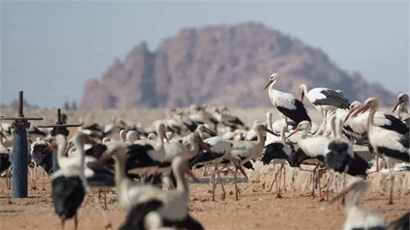 عرض تجربة مصر فى حماية الطيور المهاجرة خلال مؤتمر الأطراف الرابع عشر لاتفاقية التنوع البيولوجي 