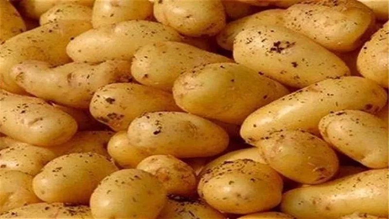 زراعه الغربية.. الانتهاء من زراعة 7800 فدان بطاطس