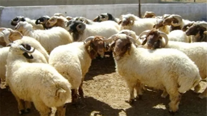 مركز البحوث الزراعية ينجح في ادخال سلالات محسنة من الأغنام والماعز في محافظة الوادي الجديد  