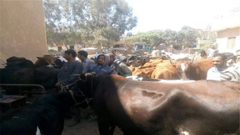 قوافل بيطرية مجانية للطب بقرى الفيوم 