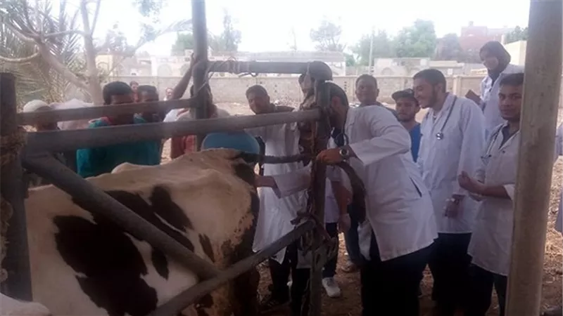 بدأ الحملة القومية لتحصين الماشية بقري ومراكز الغربية