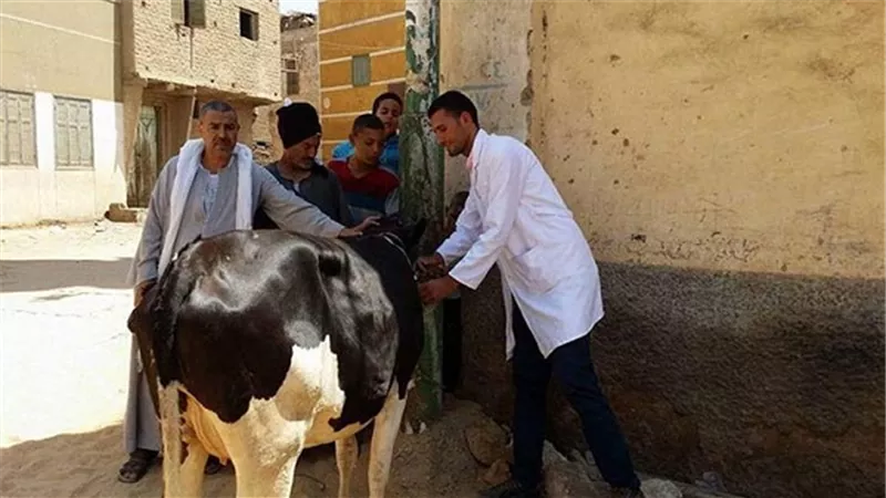 تحصين 61886 رأس ماشية ضد الحمى القلاعية بالغربية