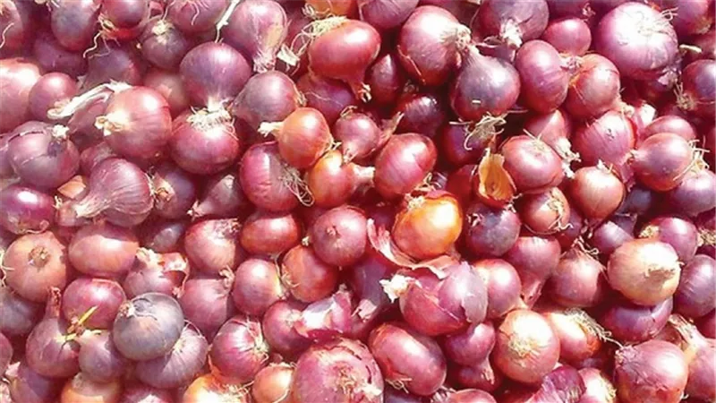 وزارة الزراعة تؤكد خلو البصل من متبقيات المبيدات