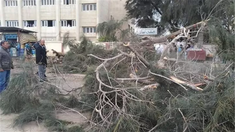 بسبب سوء الاحوال الجوية.. سقوط شجرة ضخمة على سيارة نقل بطريق طنطا الإسكندرية