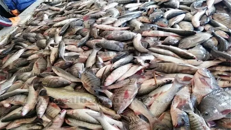 إطلاق 604 ألف ذريعة أسماك ببحيرة الريان بالفيوم لرفع المستوي المعيشي لسكان المنطقة