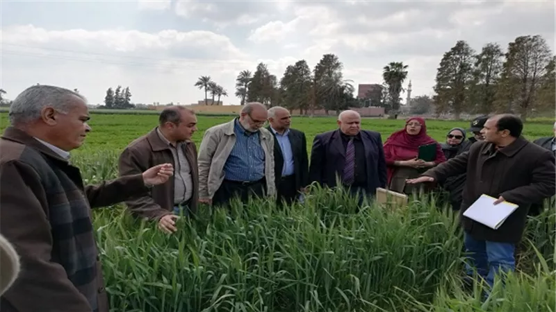 الزراعة تطمئن على الحالة المرضية لمحصول القمح بمحافظة الشرقية