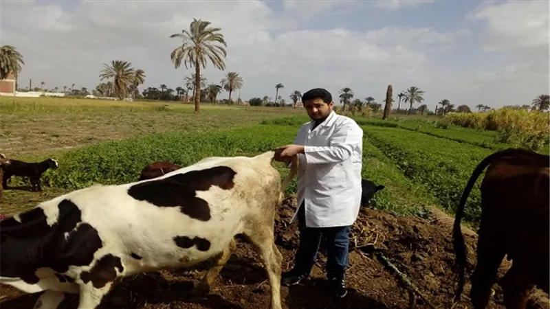  تحصين 400 ألف رأس ماشية ضد الجلد العقدي وجدري الأغنام  خلال ثلاثة أيام