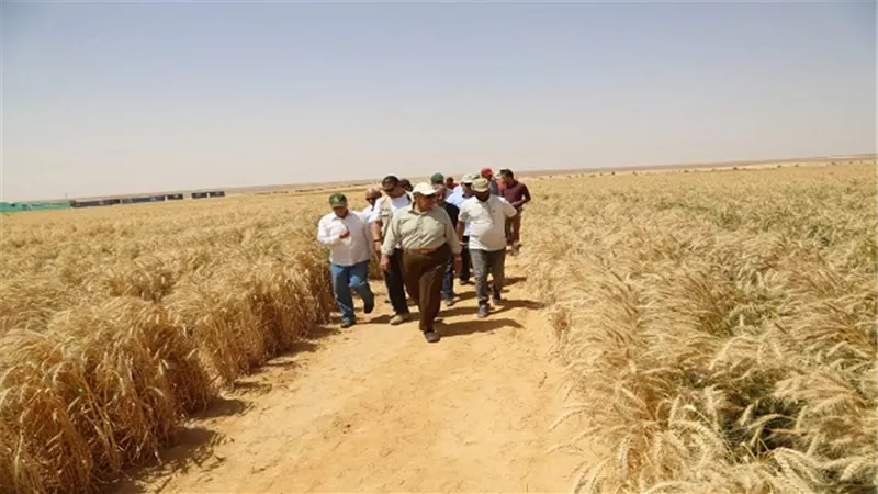 وزير الزراعة يفتتح موسم حصاد القمح بمشروع غرب غرب المنيا