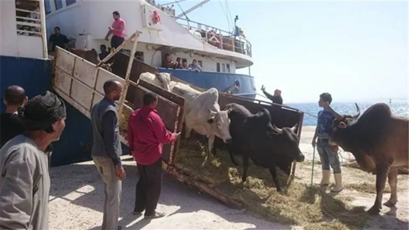 اليوم.. تداول 1341 رأس عجول حية بموانىء البحر الاحمر