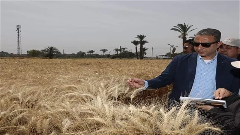 توريد 27 ألف طن أقماح منذ بدء الموسم الى صوامع سوهاج