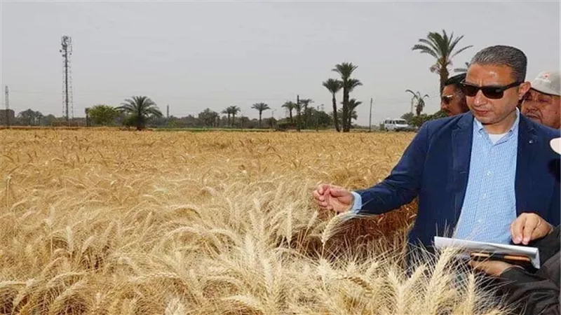 توريد 102ألف و196طن قمح لصوامع وشون المحافظة