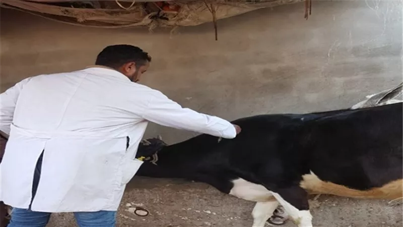 الزراعة: تحصين 384 ألف رأس ماشية ضد مرض الحمي القلاعية في ثلاث أيام