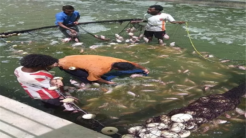 إنتاج سمكى وفير لتجمع وادى حوضين بالشلاتين