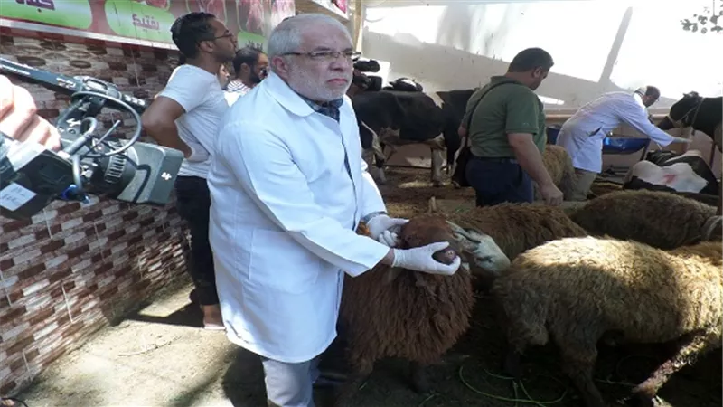 الزراعة تنظم حملات مكثفة على شوادر وأماكن بيع الأضاحى