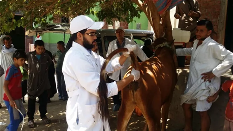 تحصين 84 ألف رأس ماشية ضد الحمى القلاعية والوادي المتصدع بسوهاج