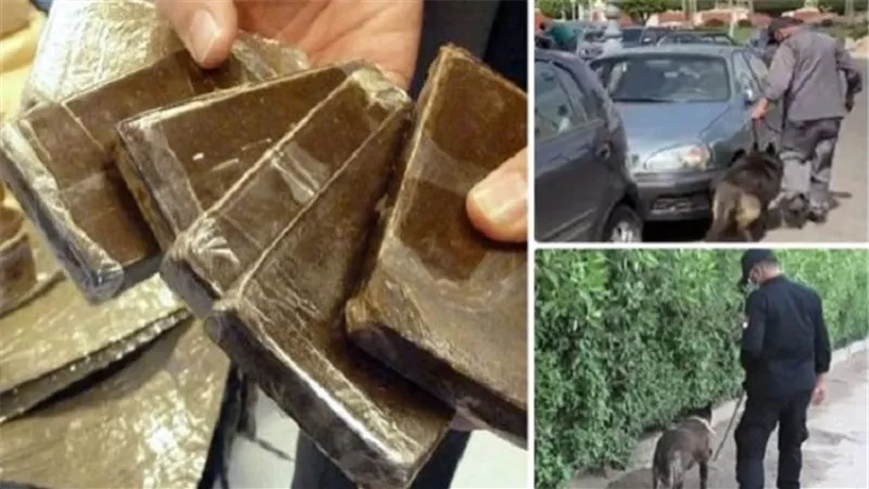 الداخلية تضبط شحنة استروكس والفودو المخدر بقيمة 20 مليون جنيه