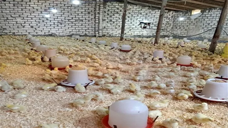 خسائر بالملايين بعاصمة صناعة الدواجن بالغربية