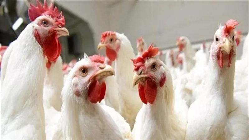 بشرى سارة من وزراة التموين بشأن أسعار الدواجن
