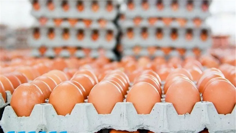 الغرف التجارية: انخفاض أسعار البيض 5 جنيهات.. والفرخة بـ 48 جنيها