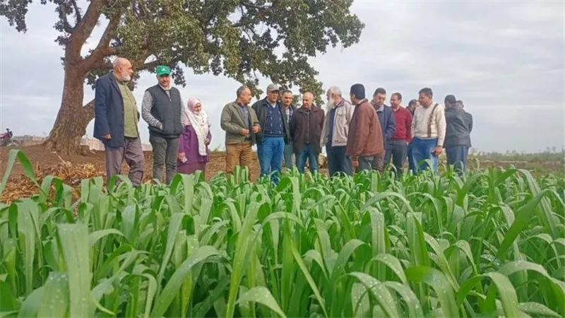 وزارة الزراعة تطمئن على القمح والمحاصيل الشتوية وبرامج إنتاج التقاوي 