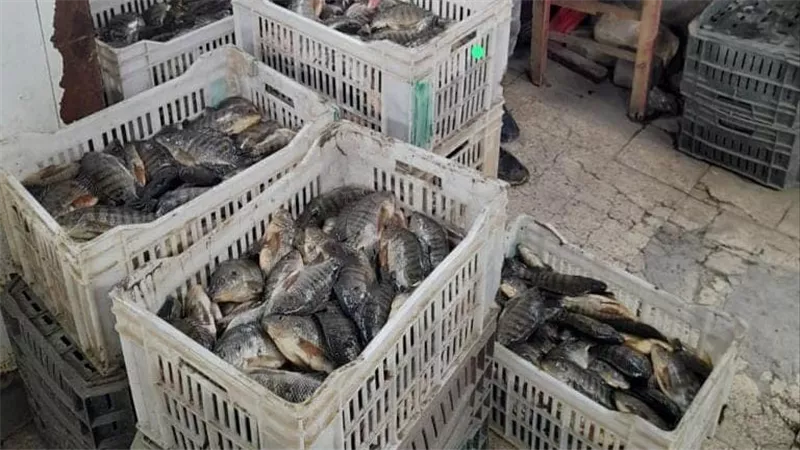 محافظة السويس تواصل الدفع بأسماك البلطي بمنافذ البيع