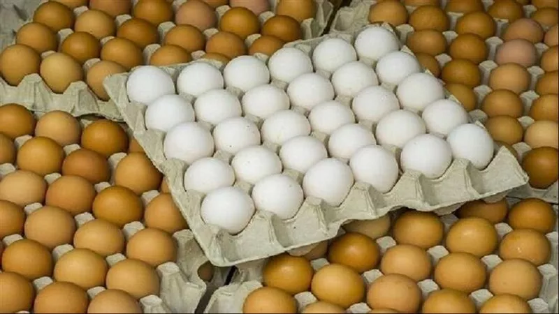 سعر كرتونة البيض ينخفض 27 جنيها بالأسواق المحلية