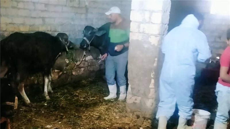 بيطرى السويس تتابع عمليات تحصين المواشي ضد الحمى القلاعية
