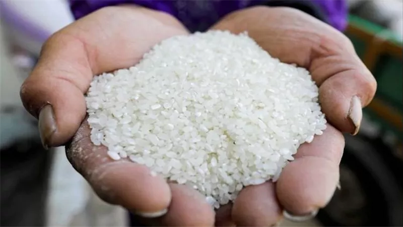 حتى “منتصف شهر أغسطس”.. غرفة الحبوب: لا توجد أزمات  في سلعة  الأرز