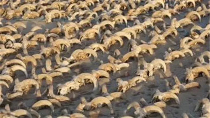 اكتشاف أكثر من 2000 من رؤوس الكباش المحنطة بمنطقة معبد الملك رمسيس الثاني