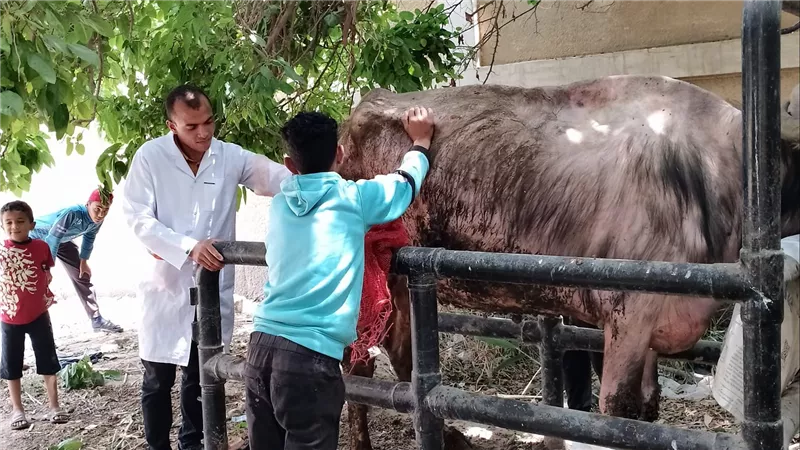 بيطري السويس تنظم قوافل طبية لعلاج الحالات المصابة من الأبقار