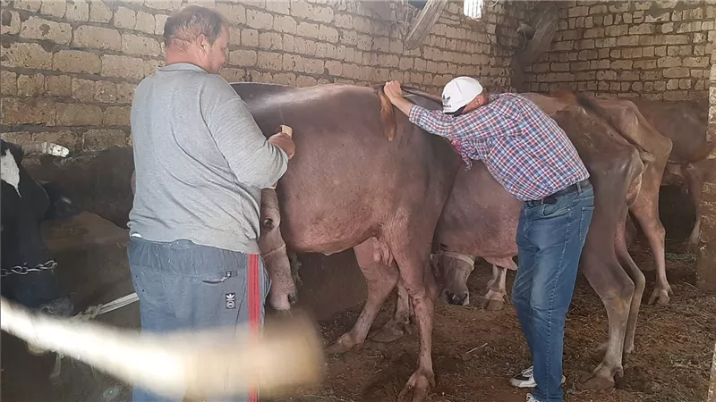 بيطرى السويس تواصل عمل مسح تناسلي وتسجيل وترقيم المواشي